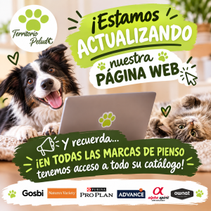 actualizacion web